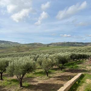Visita all'Azienda Olearia