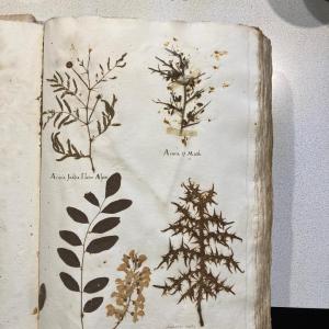 Uno splendido erbario cinquecentesco dell'archivio storico della farrnacia Del Torre